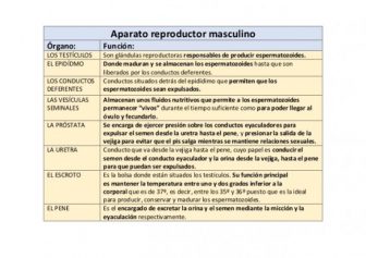 Cuadro Comparativo Del Aparato Reproductor Masculino Y Femenino