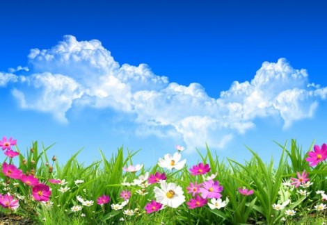 flores-de-primavera-spring-flowers-landscapes-paisajes-g