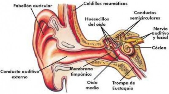 Imágenes del Oído Humano: Estructura, Partes y Nombres 