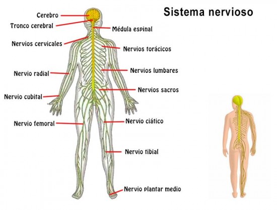Imágenes del Sistema Nervioso: estructura, partes y nombres |  