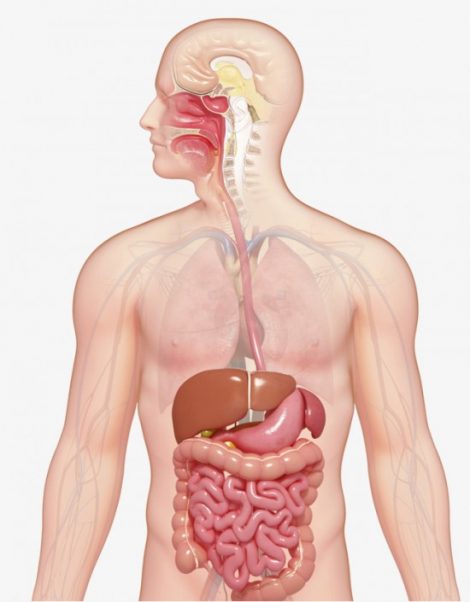 Aparato Digestivo Sus Partes Y Funcionamiento Con Imágenes 5797