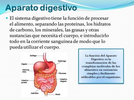 Cuadros Sinopticos Del Sistema Digestivo Cuadro Comparativo Mobile