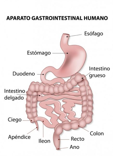 Aparato digestivo sus partes y funcionamiento con imágenes