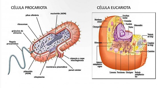 Tipos de Células y sus partes (con imágenes)