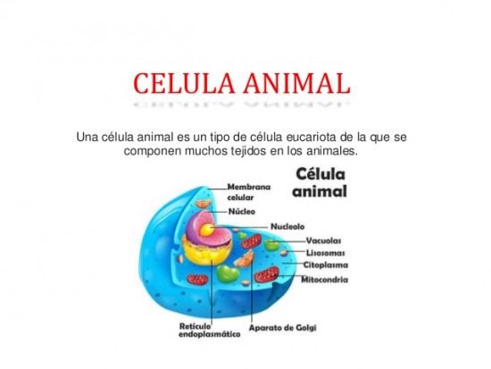 Imágenes de la CÉLULA - Animal - Vegetal - Humana 