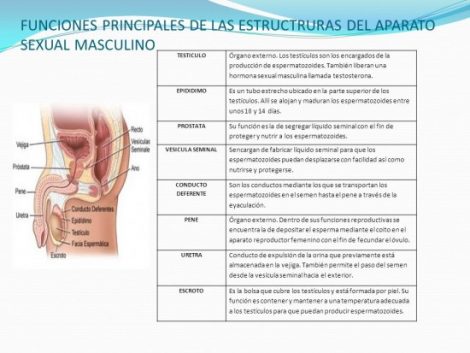 Aparato Reproductor Masculino Sus Partes Y Funcionamiento (con Imágenes ...