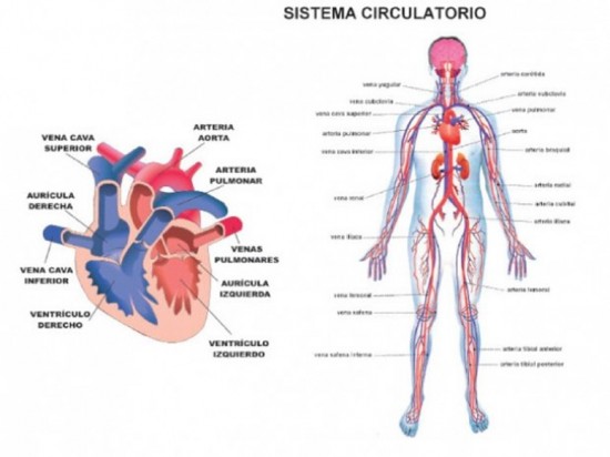 Sistema Circulatorio Funciones Y Partes Con Imágenes