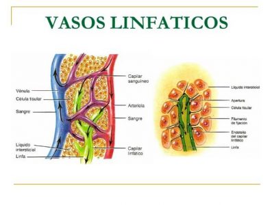 Sistema Linfático: Partes, Funciones Y Enfermedades (con Imágenes ...