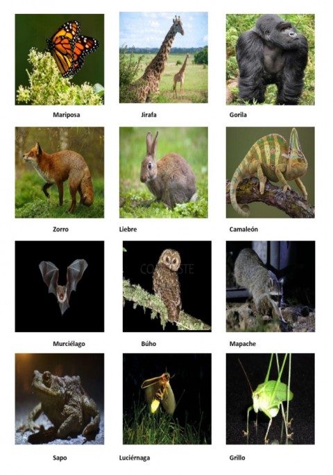 Animales diurnos y animales nocturnos: fotos, características, listado |  
